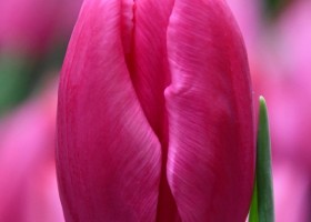 Tulipa Ivanka ® (3)